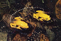 Golden Toad (Bufo periglenes) spawning pair, with female's eggs in water, extinct, Monteverde Cloud Forest Reserve, Costa Rica