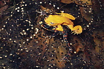 Golden Toad (Bufo periglenes) pair mating, Monteverde Cloud Forest Reserve, Costa Rica
