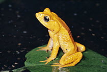 Golden Toad (Bufo periglenes) male, breeding aggregation, extinct, Monteverde Cloud Forest Reserve, Costa Rica