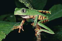 Tiger-striped Leaf Frog (Phyllomedusa tomopterna) or Barred Leaf Frog, portrait, Amazon rainforest, Ecuador