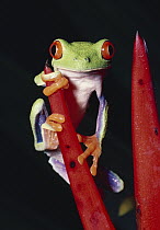 Red-eyed Tree Frog (Agalychnis callidryas) on (Heliconia mathiasii) rainforest, Costa Rica
