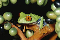 Red-eyed Tree Frog (Agalychnis callidryas) portrait with palm fruit, rainforest, Costa Rica