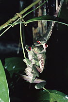Red-eyed Tree Frog (Agalychnis callidryas) pair in amplexus, rainforest, Costa Rica