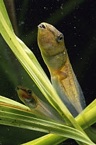Red-eyed Tree Frog (Agalychnis callidryas) tadpoles in rainwater pond, Costa Rica
