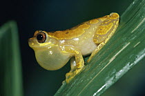 Golden Palm Tree Frog (Dendropsophus ebraccatus) male calling swamps, rainforest, Costa Rica