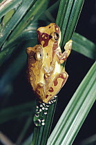Golden Palm Tree Frog (Dendropsophus ebraccatus) pair spawning, in pond rainforest, Costa Rica