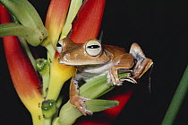 Map Treefrog (Hyla geographica) on Heliconia, in rainforest, Costa Rica