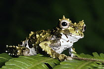 Lancaster's Treefrog (Isthmohyla lancasteri) portrait on leaf, cloud forest, Costa Rica