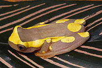 Bereis' Treefrog (Dendropsophus leucophyllatus) in swamp, rainforest, Manu National Park, Peru