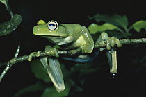 Emerald Tree Frog (Hyla musica) hanging onto tree branch, cloud forest, south eastern Brazil
