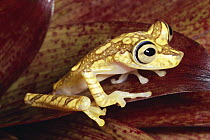 Chachi Tree Frog (Hyla picturata) rainforest, Ecuador
