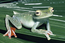 Canal Zone Treefrog (Hypsiboas rufitelus) rainforest, Costa Rica