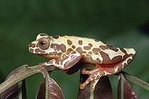 Tree Frog (Hyla triangulum) in swamp, rainforest, Manu National Park, Peru