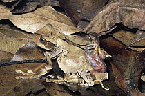 Marsupial Frog (Gastrotheca ovifera) female releasing 37 froglets from pouch, cloud forest, Venezuela