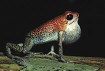 Granular Poison Dart Frog (Dendrobates granuliferus) male calling, rainforest, Costa Rica