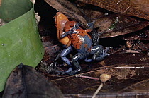 Strawberry Poison Dart Frog (Oophaga pumilio) males wrestling for territory, rainforest, Costa Rica
