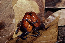 Strawberry Poison Dart Frog (Oophaga pumilio) males wrestling over territory, rainforest, Costa Rica