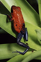 Strawberry Poison Dart Frog (Oophaga pumilio) females carrying tadpole, rainforest, Costa Rica