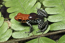 Reticulated Poison Dart Frog (Dendrobates reticulatus) carrying tadpoles, Amazon rainforest, Peru