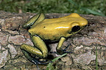 Golden Poison Dart Frog (Phyllobates terribilis) immature showing warning colors, in rainforest, Colombia