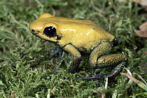 Golden Poison Dart Frog (Phyllobates terribilis) immature showing warning colors, in rainforest, Colombia