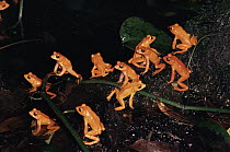 Golden Toad (Bufo periglenes) males at breeding aggregation, Monteverde Cloud Forest Reserve, Costa Rica