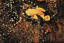 Golden Toad (Bufo periglenes) pair spawning in temporary pool, Monteverde Cloud Forest Reserve, Costa Rica