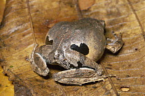 Southern Frog (Physalaemus sp) flashes false eye spots in defensive display, rainforest, Manu National Park Reserve, Peru