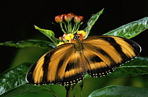Butterfly (Dryadula heliconius) feeding at flowers of Milkweed (Asclepias sp) in rainforest, Costa Rica