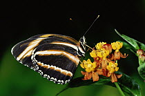 Butterfly (Dryadula heliconius) feeding at flowers of Milkweed (Asclepias sp) in rainforest, Costa Rica