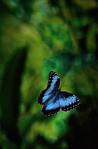 Blue Morpho (Morpho peleides) butterfly flying in cloud forest, Costa Rica