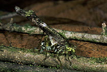 Katydid (Paraphidnia sp) disguised as lichen covered twig, rainforest, La Selva Biological Research Station, Costa Rica