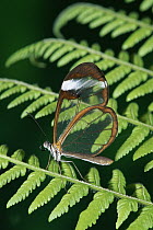 Glasswing (Greta sp) of the family Ithomiinae, on fern frond showing transparency, cloud forest, Costa Rica