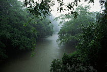 Rain in lowland rainforest, La Selva Biological Research Station, Costa Rica