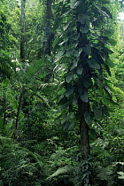 Interior of lowland rainforest including epiphytes, La Selva Biological Research Station, Costa Rica