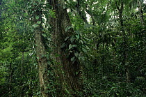 Interior of lowland rainforest including epiphytes, La Selva Biological Research Station, Costa Rica