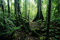 Interior of lowland rainforest including trees with buttress roots, La Selva Biological Research Station, Costa Rica