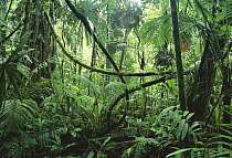 Lianas in interior of lowland rainforest, La Selva Biological Research Station, Costa Rica