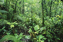 Interior of swamp forest, lowland rainforest, La Selva Biological Research Station, Costa Rica