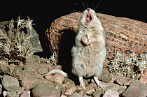 Southern Grasshopper Mouse (Onychomys torridus) male singing on its territory, Chihuahua Desert, Mexico