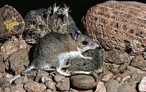 Southern Grasshopper Mouse (Onychomys torridus) feeding on Harvest Mouse, Chihuahua Desert, Mexico