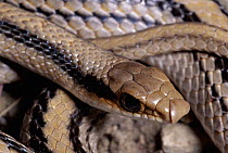 Mountain Patch-nosed Snake (Salvadora grahamiae) in Chiricahua Mountains, Arizona