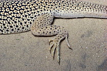 Colorado Desert Fringe-toed Lizard (Uma notata) feet showing scales on toes adapted to running on loose sand, sand dunes, Colorado Desert, North America