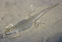 Colorado Desert Fringe-toed Lizard (Uma notata) with feet in sand, Colorado Desert, North America