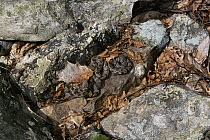 Timber Rattlesnake (Crotalus horridus) newborn babies, Appalachian Mountains, Pennsylvania