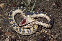 Western Hog-nosed Snake (Heterodon nasicus) defense display, North America
