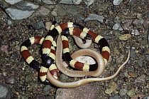 Arizona Coral Snake (Micruroides euryxanthus) eating Southeastern Crowned Snake (Tantilla coronata), Sonoran Desert, Arizona