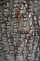 Arizona Mountain King Snake (Lampropeltis pyromelana) climbing tree, Chiricahua Mountains, Arizona