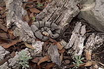 Banded Rock Rattlesnake (Crotalus lepidus klauberi) basking and eating, Huachuca Mountains, Arizona