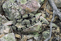Banded Rock Rattlesnake (Crotalus lepidus klauberi) basking, Huachuca Mountains, Arizona